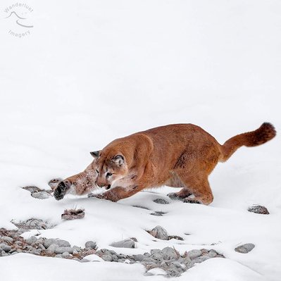 Mountain Lion