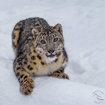 Snow Leopard