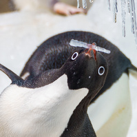 Penguin Face