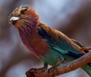 Lilac roller