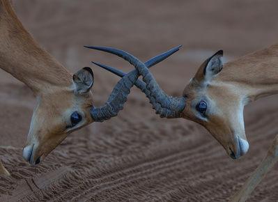 Imapala play fighting
