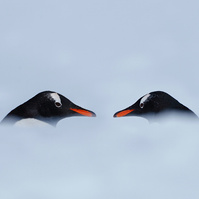 Gentoo Penguins