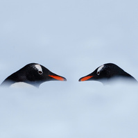 Gentoo Penguins