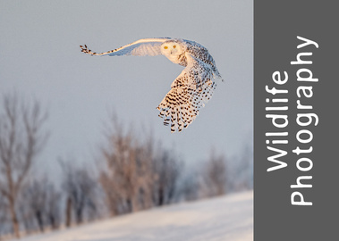 Wildlife Photography Workshop