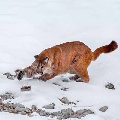Mountain Lion