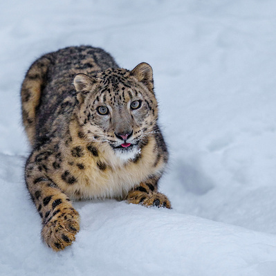 Snow Leopard