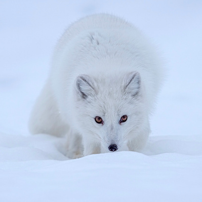 Arctic Fox