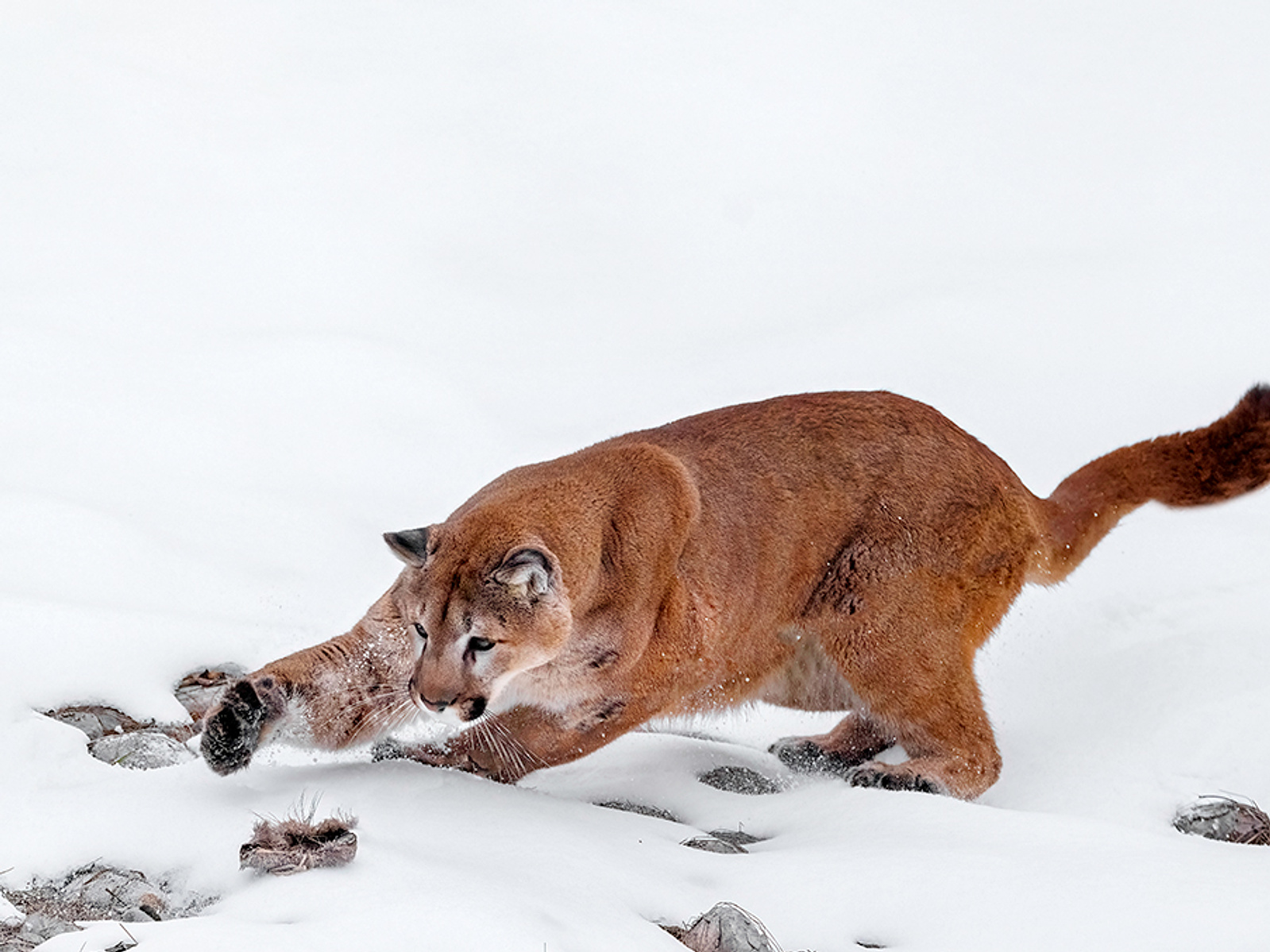 mountain lions 5 letters