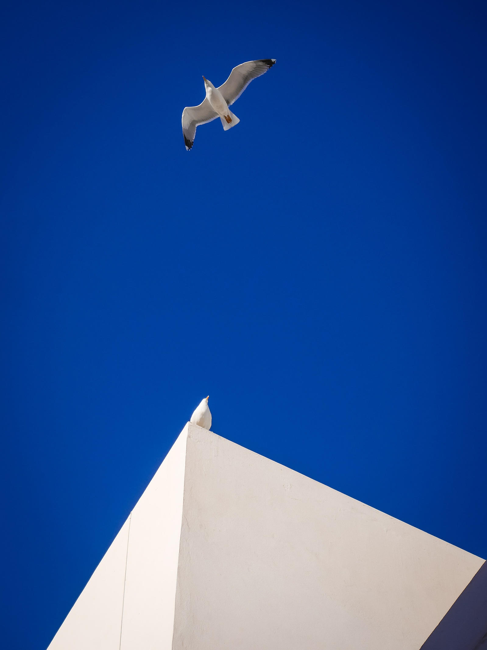 Une mouette dans le ciel bleu marocain.