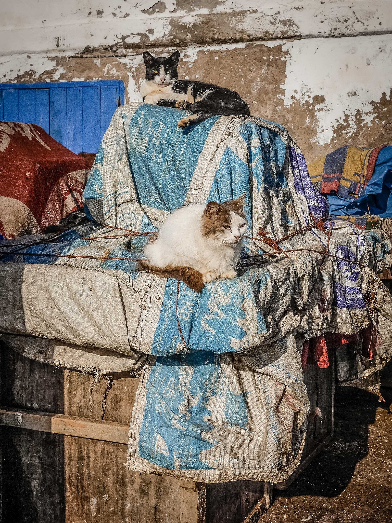 Les chats du port d'Essaouira.