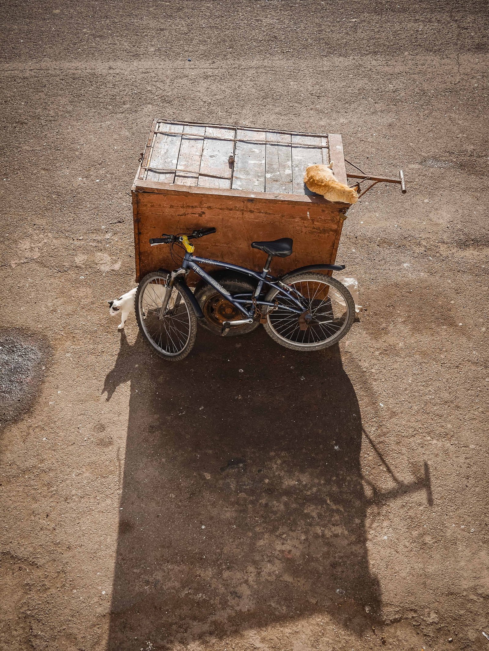 Un vélo, une caisse et un chat.