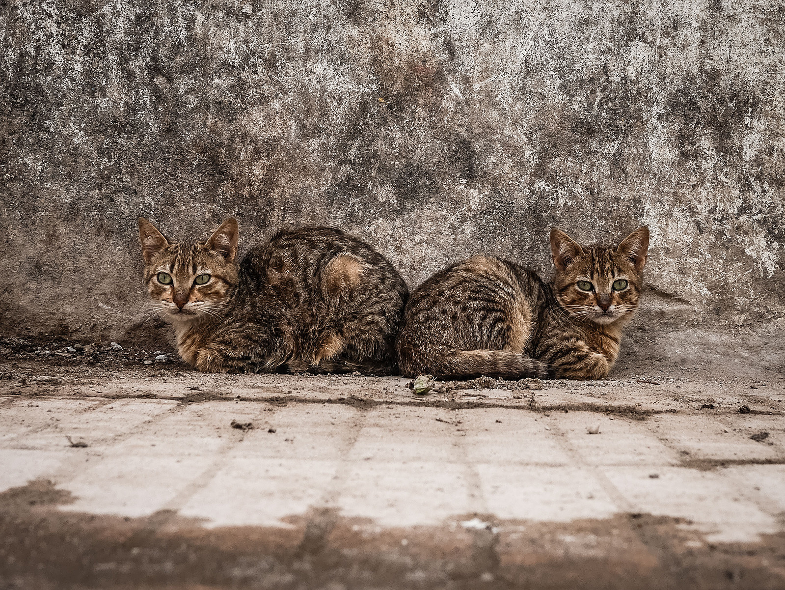 Deux chats identiques qui se reposent.