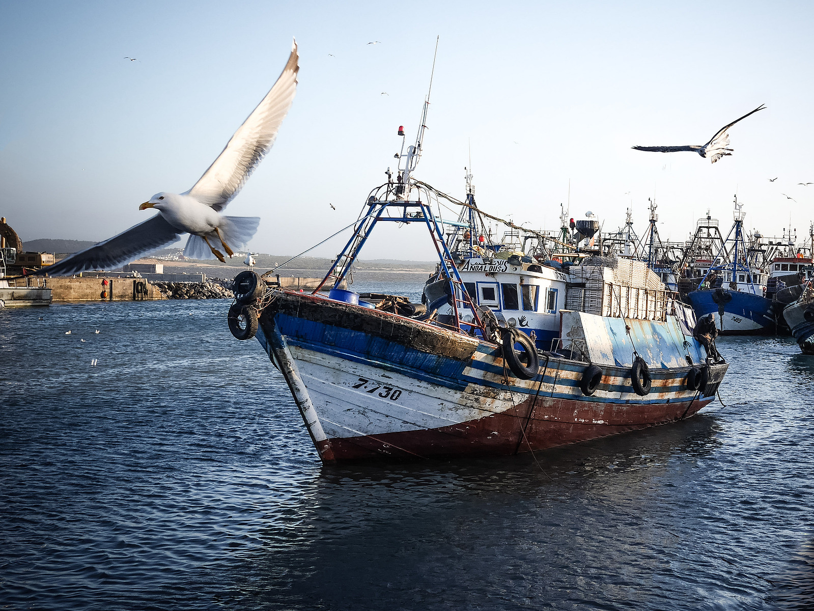 Une mouette vole au dessus d'un bateau.