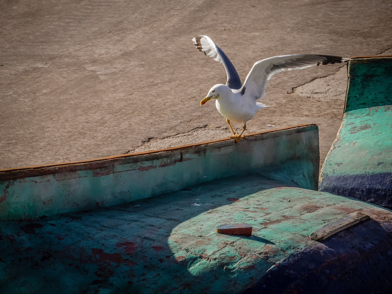 Une mouette prête à s'envoler.