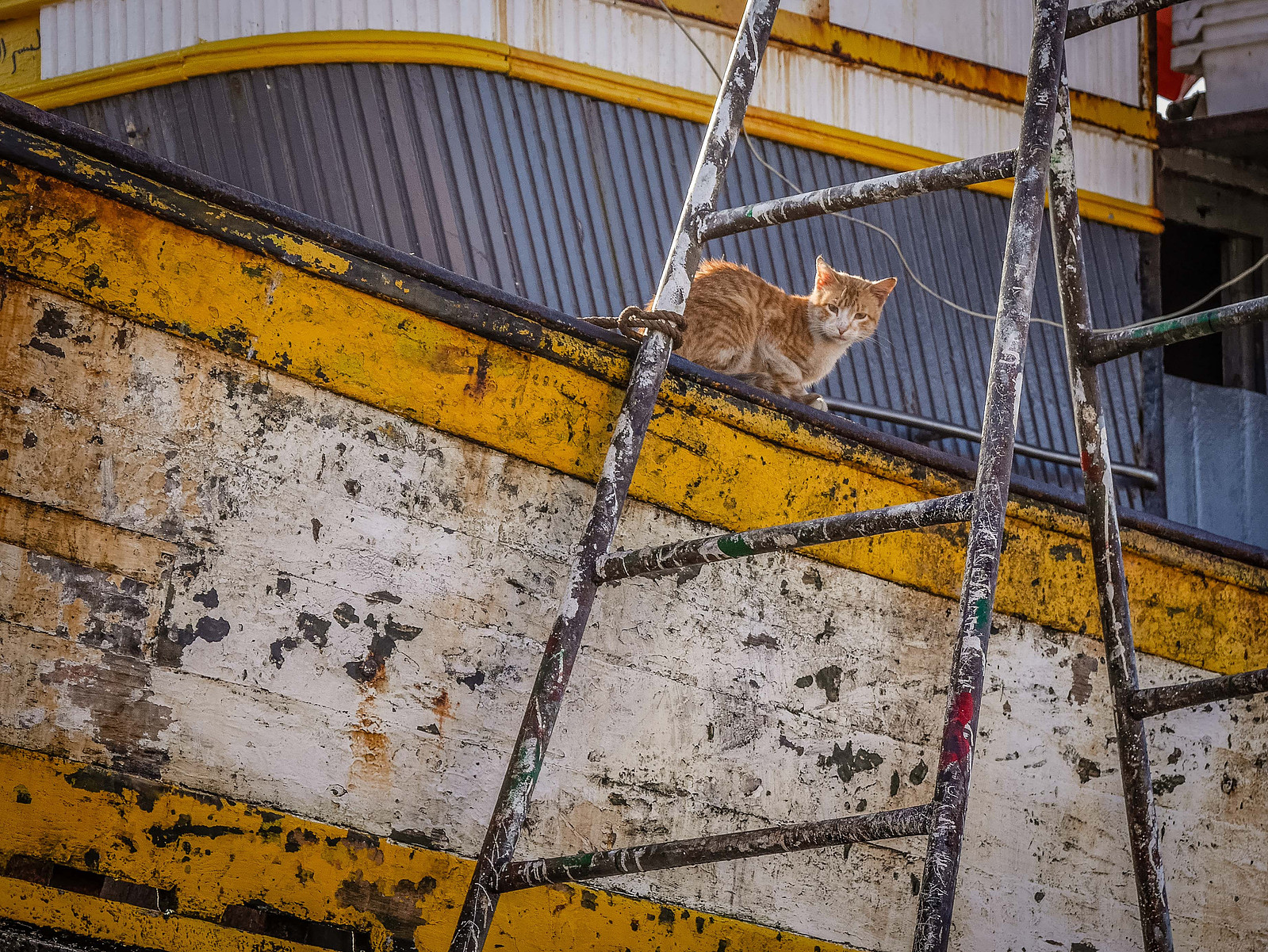 Un chat sur un bateau.