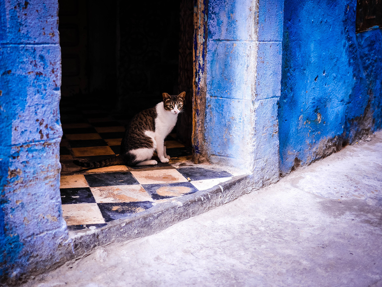 Un chat sur un palier de porte à Essaouira.