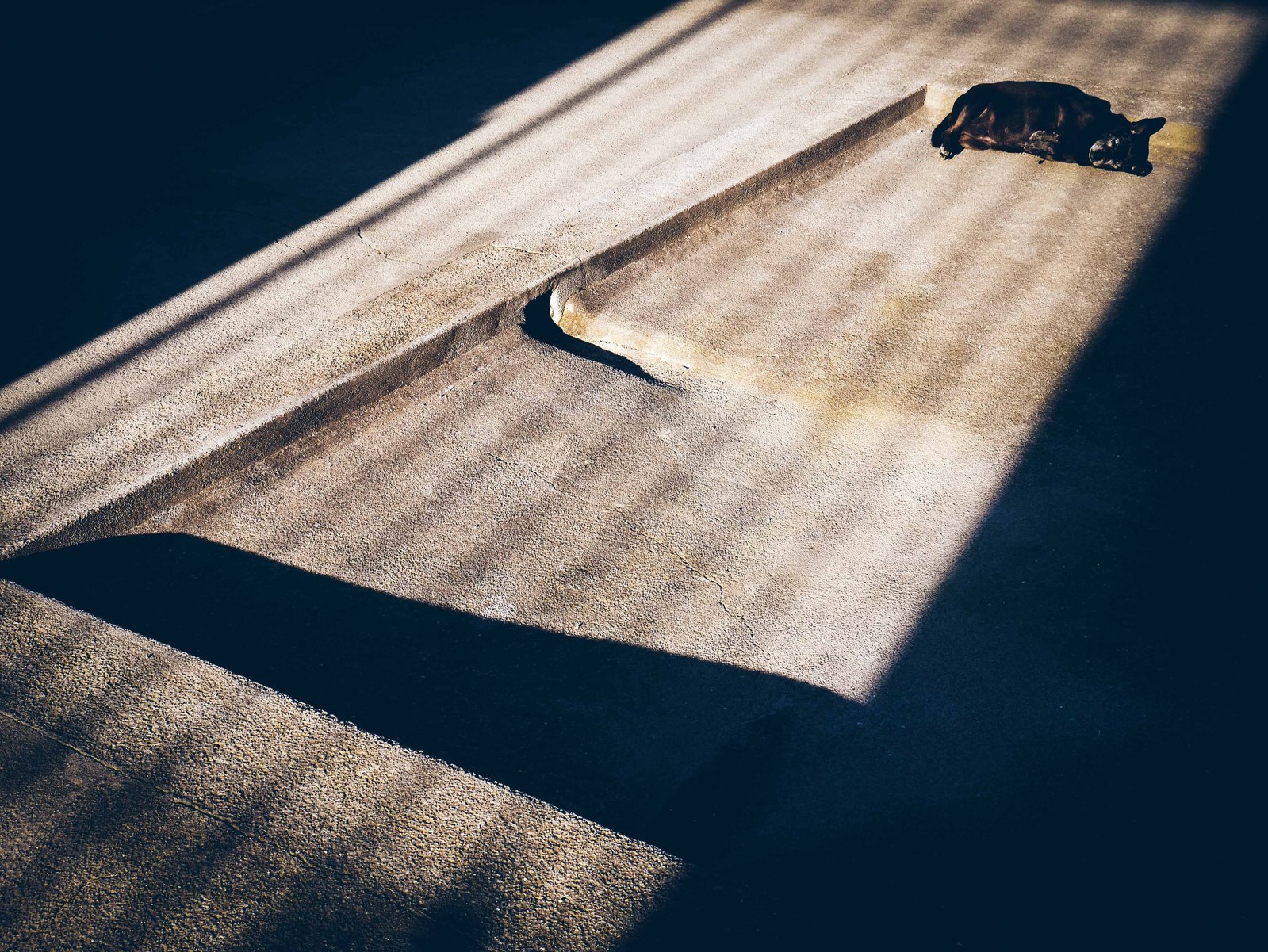 Un chien dans un trait de lumière.
