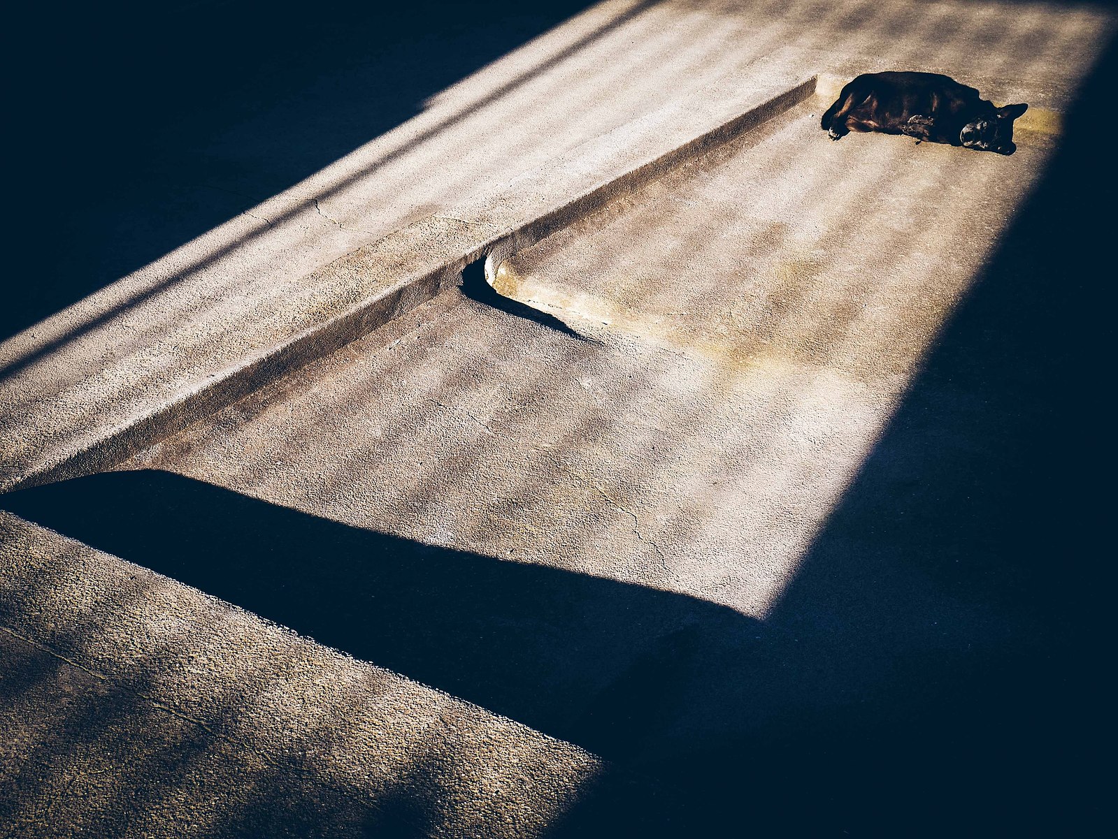 Un chien dans un trait de lumière.
