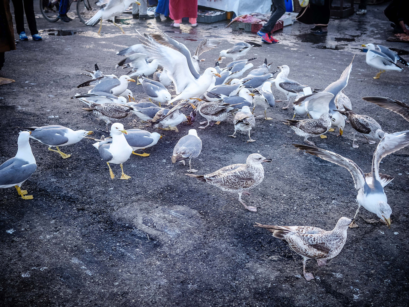 Un groupe de mouette mange des restes de poissons.