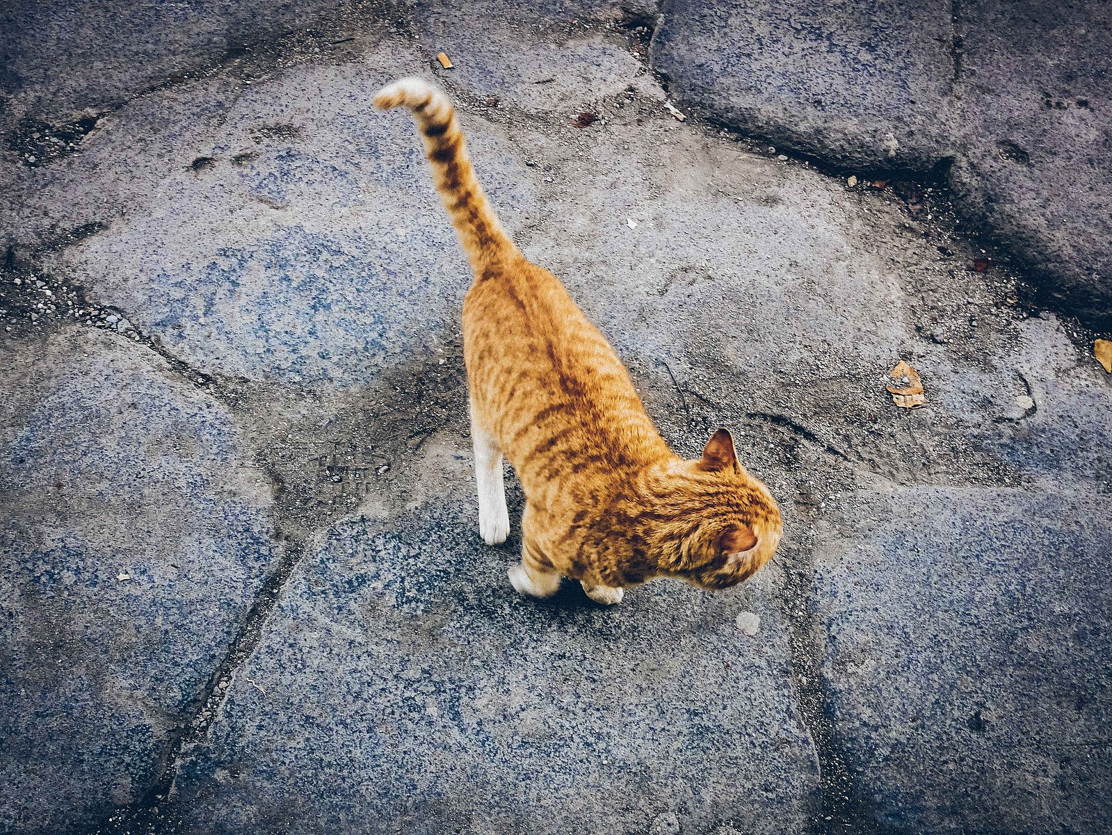 Un chat errant roux.