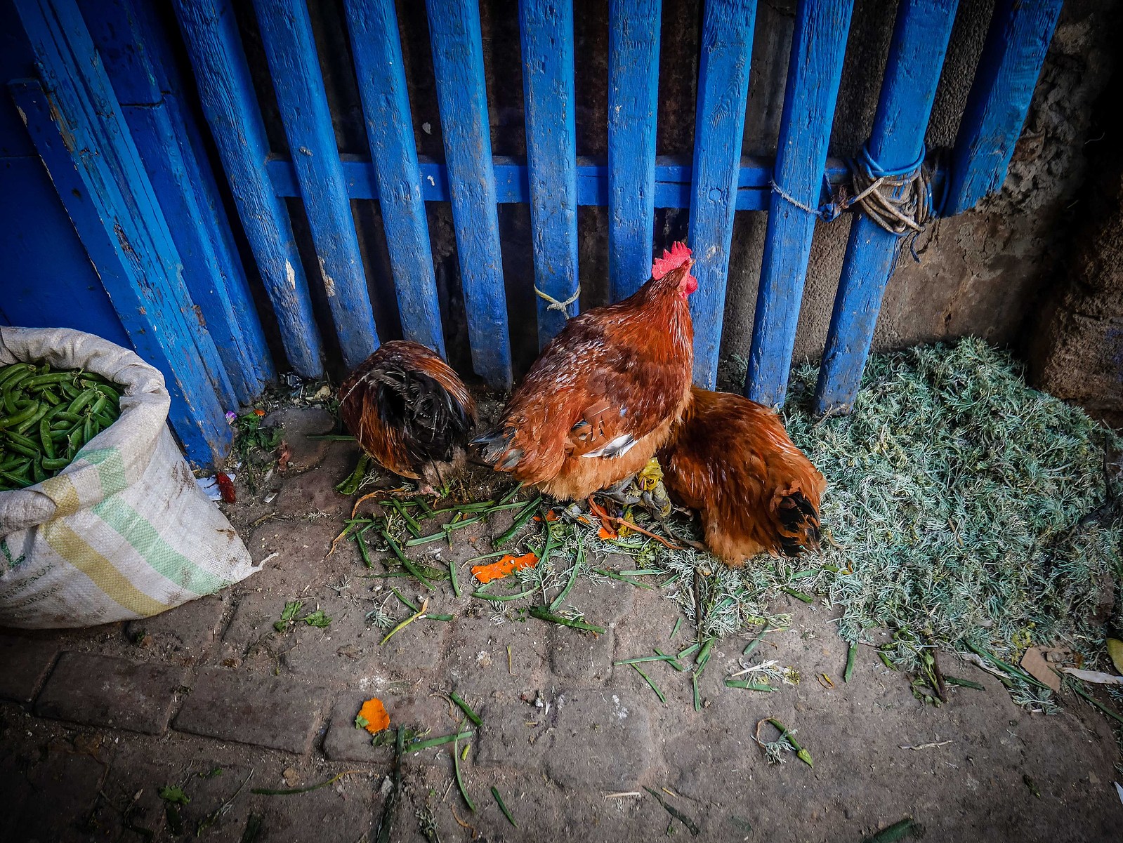 Des poulets devant une barrière bleue.