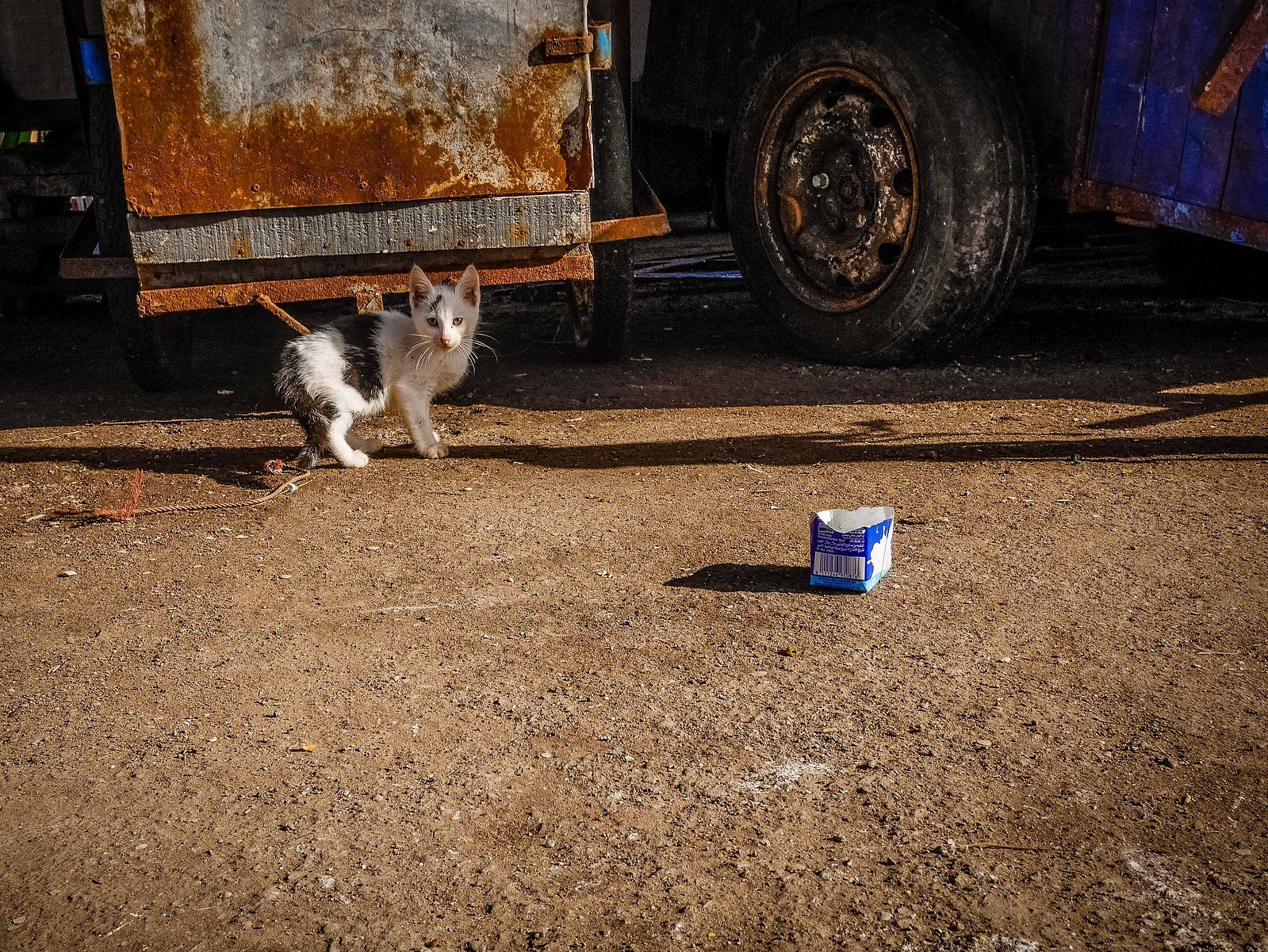 Un chaton des rues.