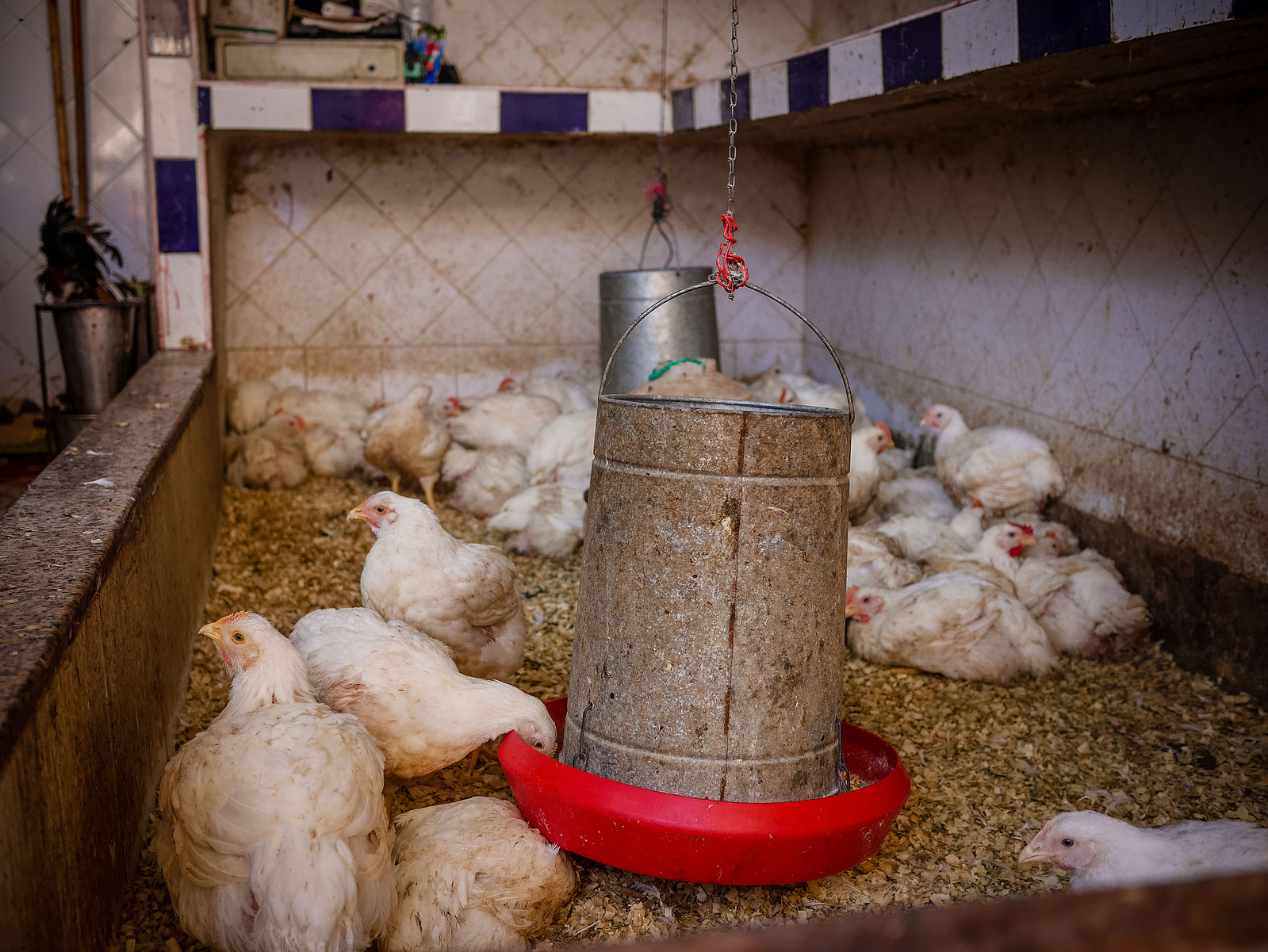 Des poules avec leur mangeoire.