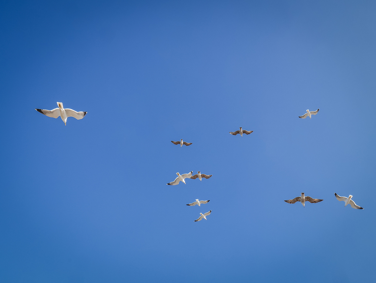 Des mouettes dans un ciel bleu.