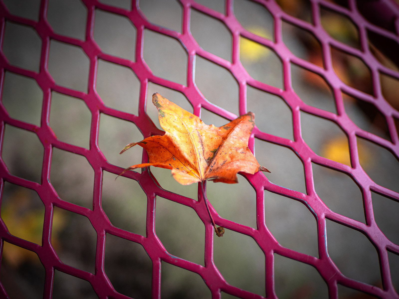 Une feuille orange sur la grille d'un banc rose. Celles en Belgique.