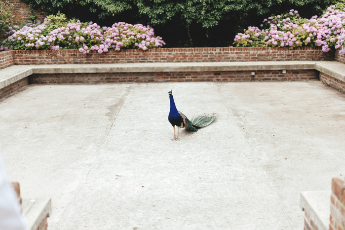 Northbrook Park Surrey Peacock Wedding photography