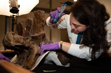 A scientist wearing purple gloves and holding a flashlight looks at a spot on a giant back bone. 