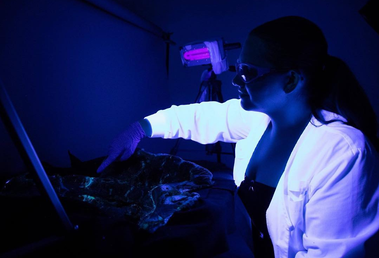 A scientist points at a specimen while glowing in a bluish purple UV light.