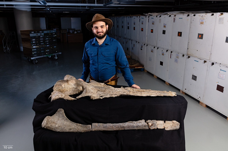 A man in a blue shirt and brown cowboy hat stands behind a whale skull that is larger than his body.