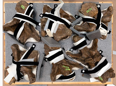 Overview of a crate of bones that hasn't been unpacked. The bones are secured by black straps with white padding under neath them, and are all on top of grey foam. 