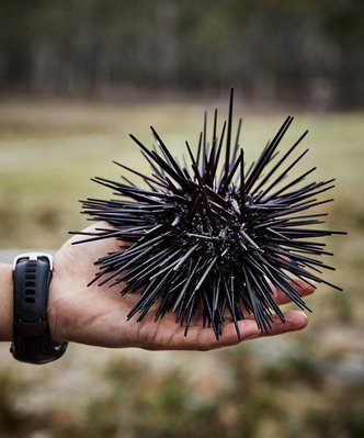 Food photography by Nic Gossage photographs man holding sea urchin in Tasmania