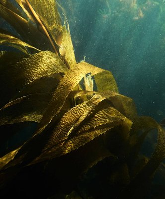 Underwater bulk kelp in Tasmania by Lifestyle photographer Nic Gossage