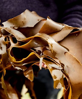 Food photography by Nic Gossage photographs close up of man holding seaweed in Tasmania
