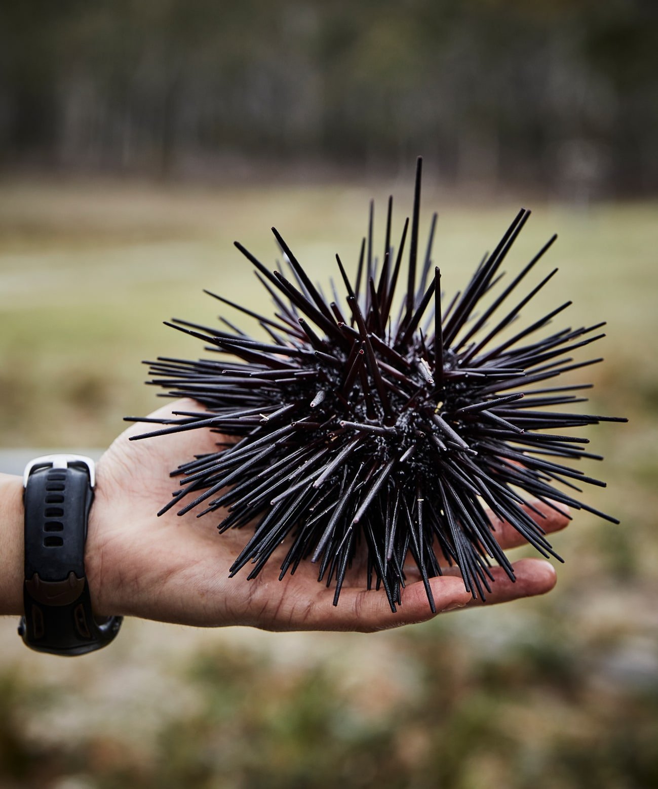 Food photography by Nic Gossage photographs man holding sea urchin in Tasmania