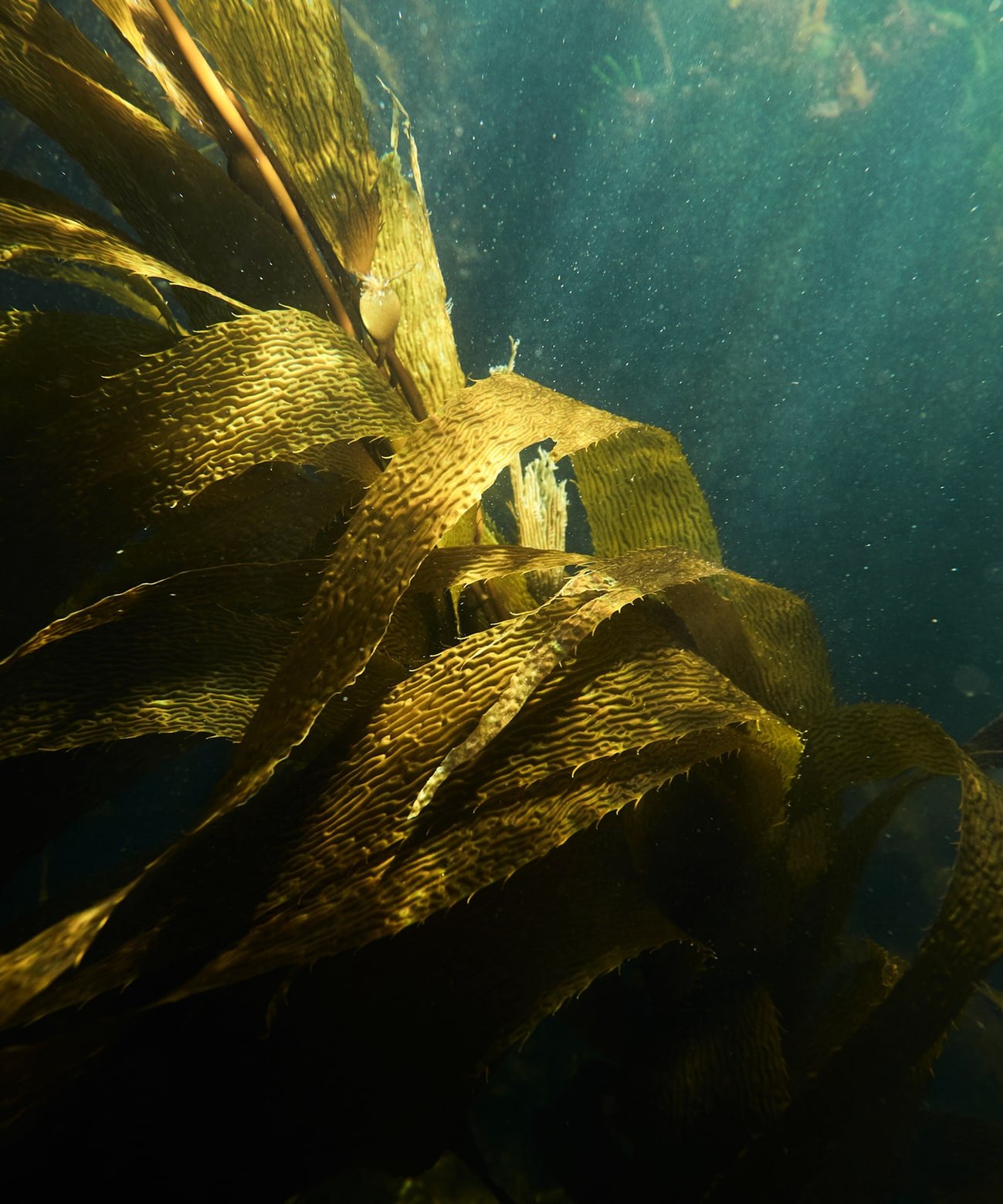 Underwater bulk kelp in Tasmania by Lifestyle photographer Nic Gossage