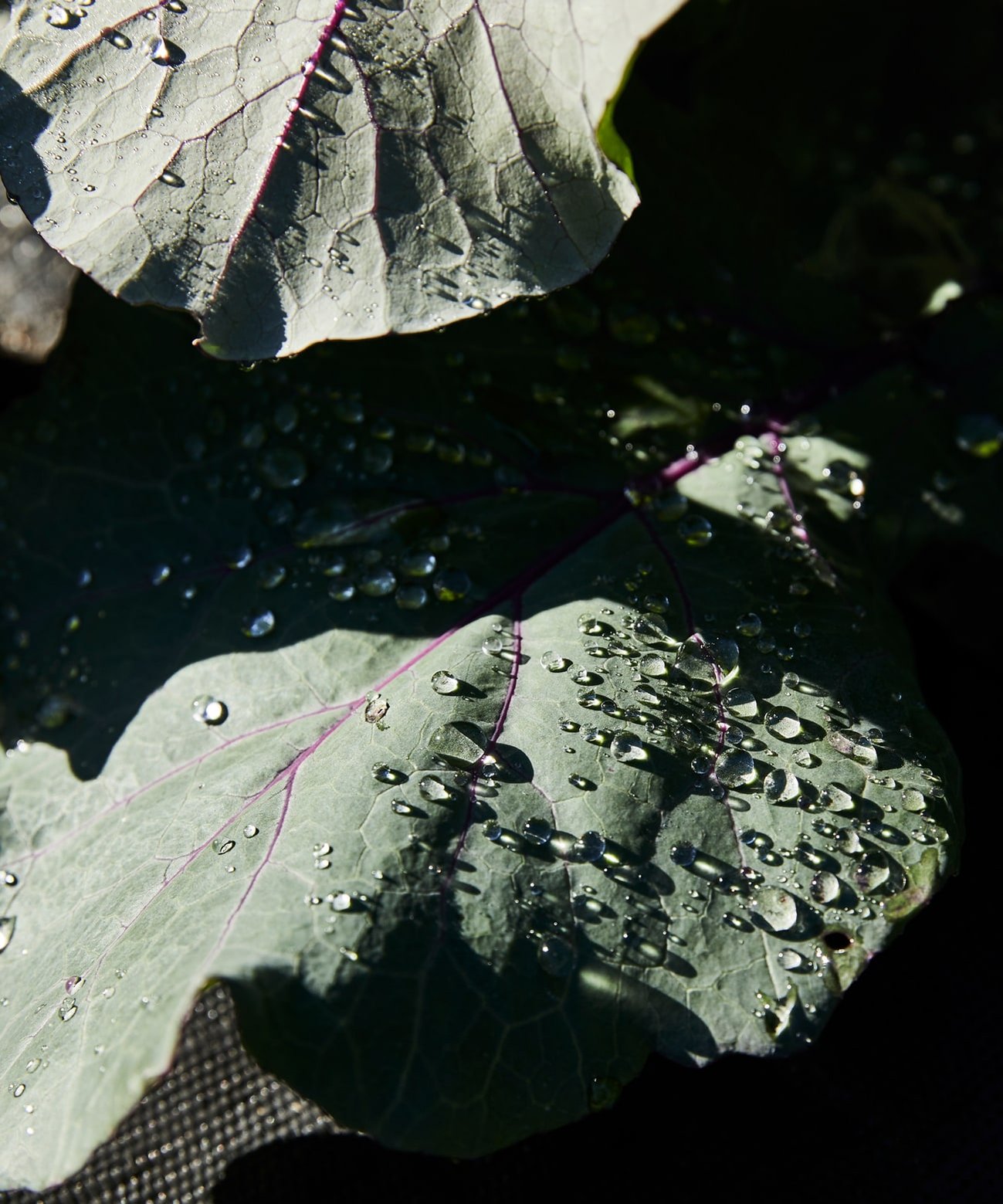 Close up of vegetable leaf in Tasmania by Sydney food photographer Nic Gossage