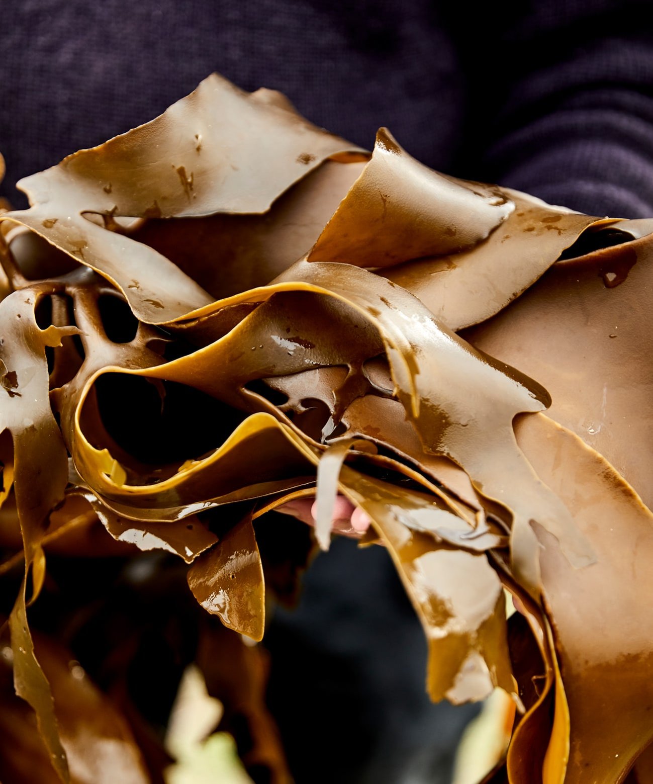 Food photography by Nic Gossage photographs close up of man holding seaweed in Tasmania