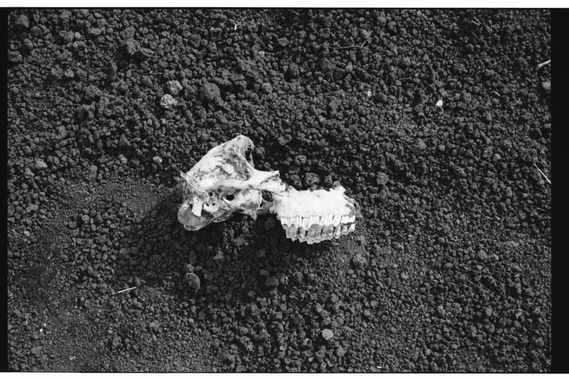 Photographie de l'Etna en argentique en noir et blanc