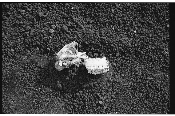 Photographie de l'Etna en argentique en noir et blanc