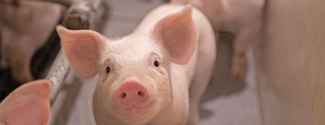Topig Norsvin pig. Topig Norsvin gris i stald. Ledige stillinger ved Eskely & Dortheasminde TN. 