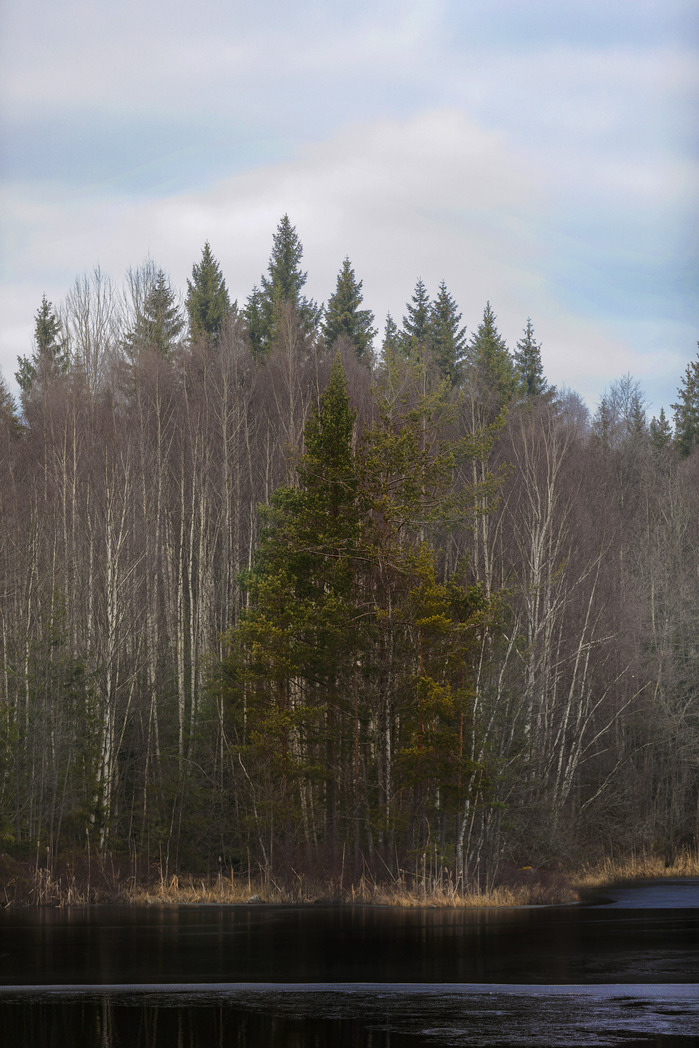 TALL TREES IN THE SWEDISH COUNTRYSIDE. TRAVEL LANDSCAPE PHOTOGRAPHY BY RYAN HANDT