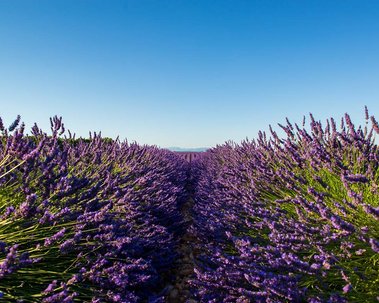 Lavender in the field at Valensole, France.
