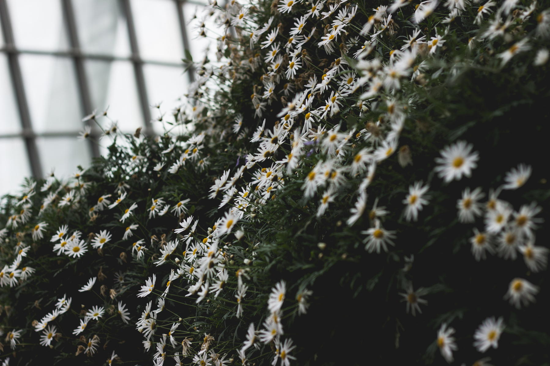 Close up of daisy flowers