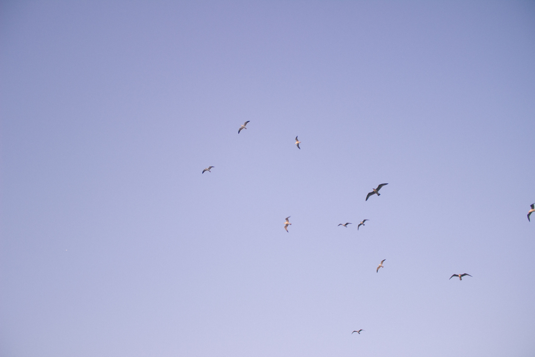 Birds flying in the blue sky