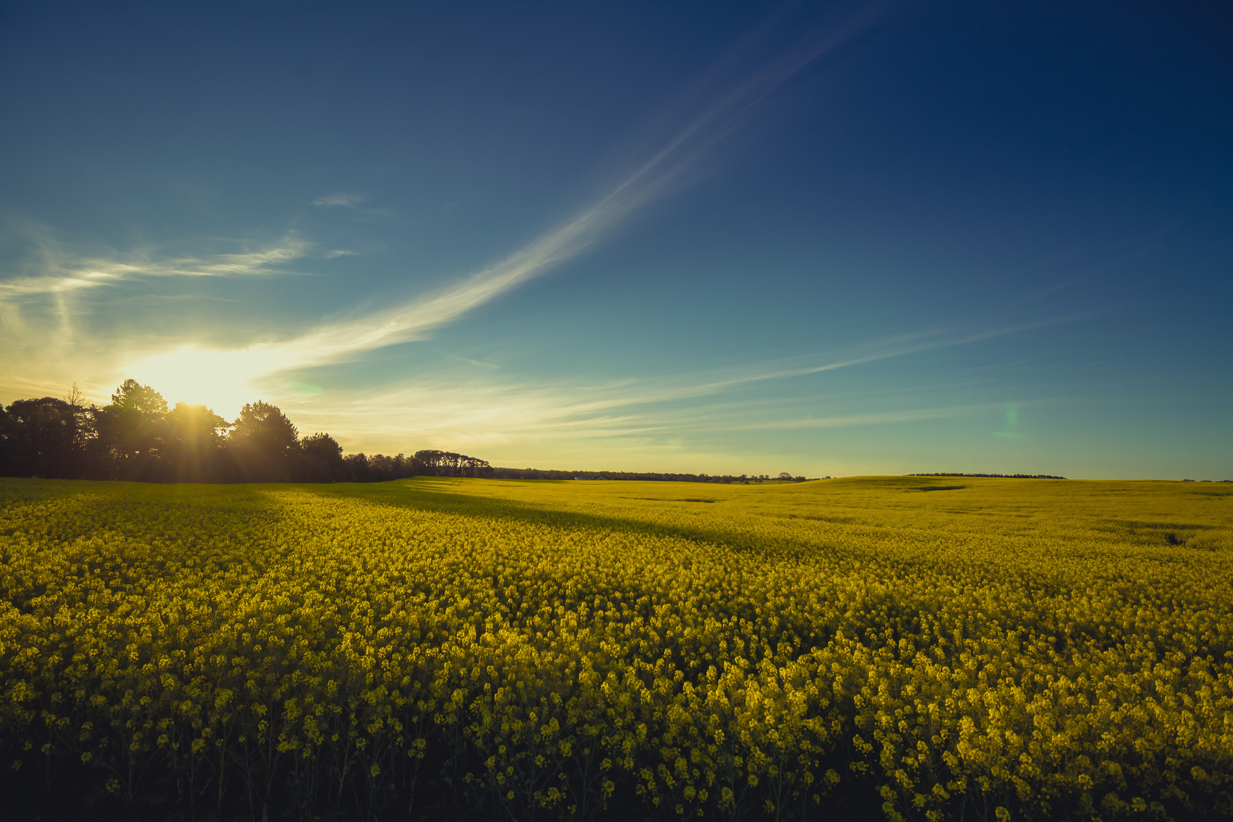 Photo of Canola Fields Goulburn NSW