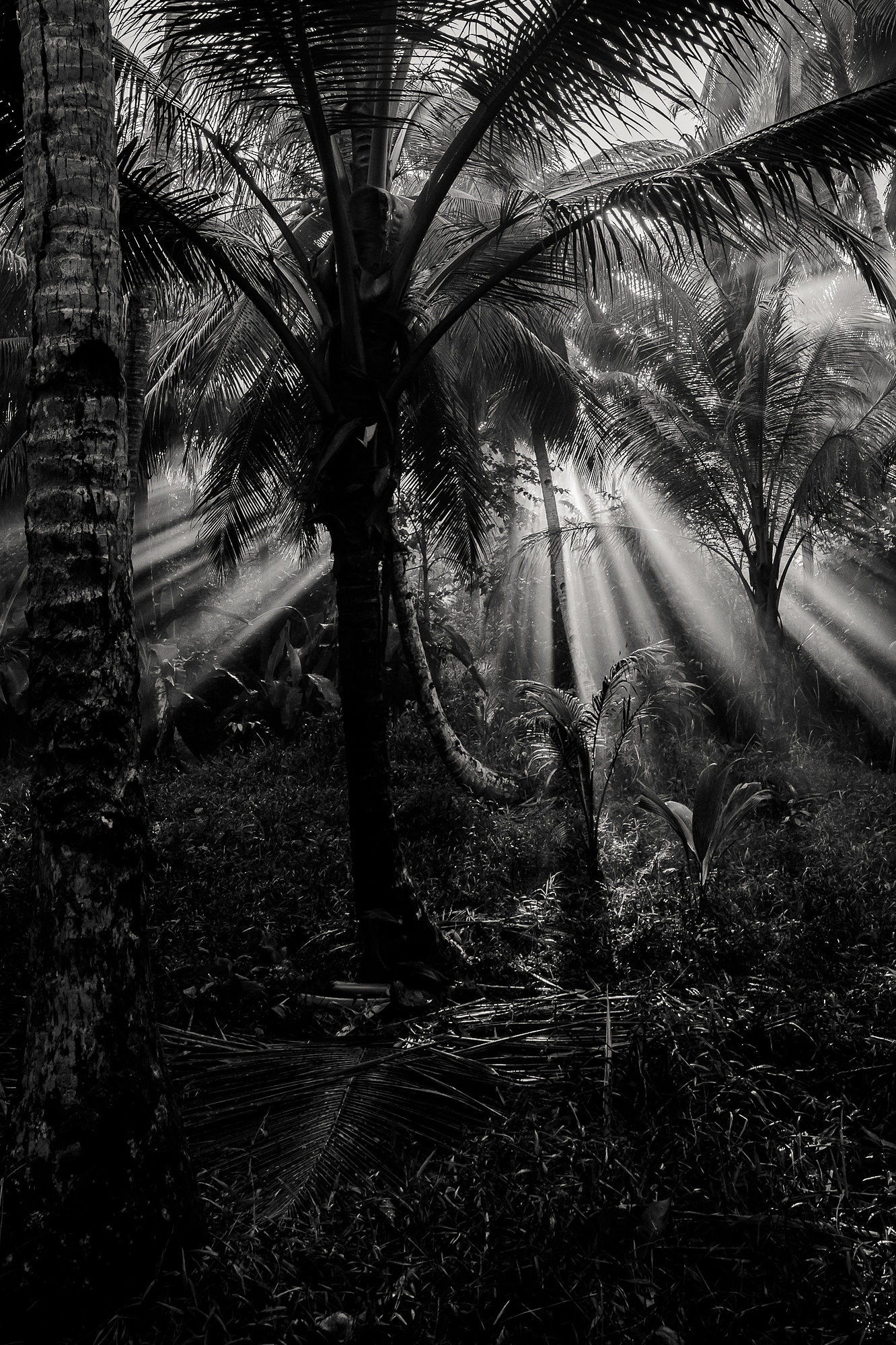 jungle of mentawai paradise indonesia